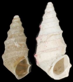 Pyrgula annulata shell.jpg