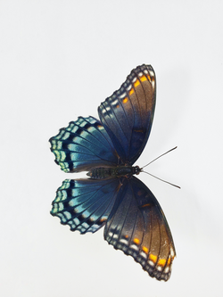 Red Spotted Purple (L. a. astyanax) dorsal view