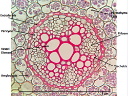 Ranunculus Root Cross Section.png