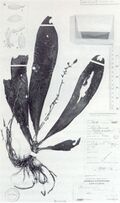 Robinsonii holotype.JPG