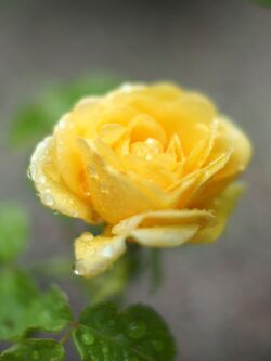Rose, Golden Smiles, バラ, ゴールデン スマイルズ, (8746126860).jpg