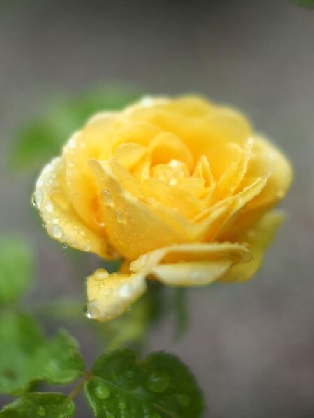 File:Rose, Golden Smiles, バラ, ゴールデン スマイルズ, (8746126860).jpg