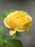 Rose, Golden Smiles, バラ, ゴールデン スマイルズ, (8746126860).jpg