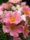Rose, Pink Bassino, バラ, ピンク バシーノ, (12235626665).jpg
