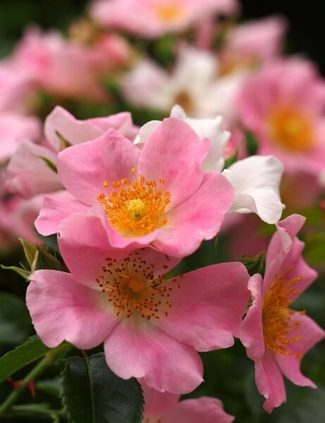 File:Rose, Pink Bassino, バラ, ピンク バシーノ, (12235626665).jpg