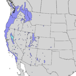 Sambucus nigra cerulea range map 3.png