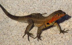 Santiago Lava Lizard.jpg