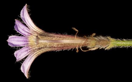 Scaevola parvifolia (15231860590).jpg