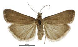 Scoparia autochroa male.jpg