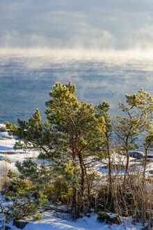 Scots pine in Stockholm archipelago, Sweden