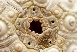 Sea Urchin Shell detail.jpg