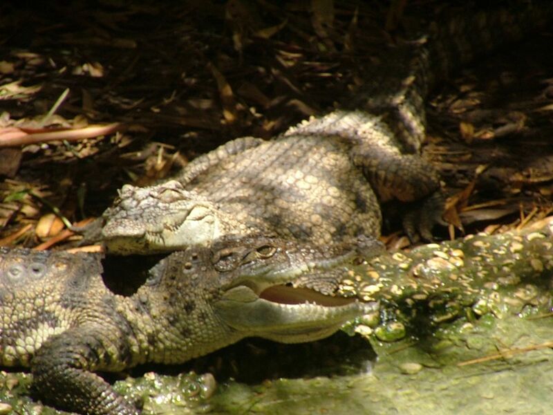 File:Siamese Crocodiles.JPG
