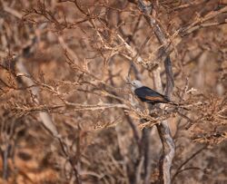 Socotran Starling (f)..jpg