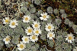 South Island edelweiss (Leucogenes grandiceps) New Zealand (31829549163).jpg
