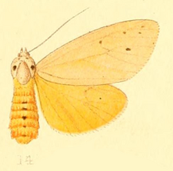 Spilarctia metaxantha Hampson 1901.png