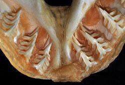 Squatina dumeril central teeth2.jpg