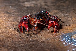 Sydney Spiny Crayfish 4239.jpg