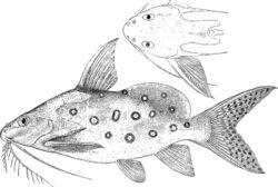 Synodontis ocellifer.jpg