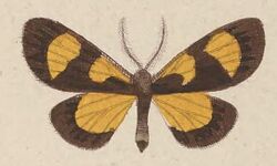T7-09-Ctimene salamandra (Kirsch 1877).JPG