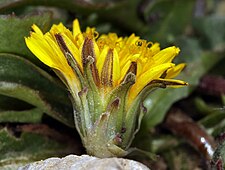 Taraxacum ceratophorum Flower 2.jpg