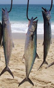 three large sierra fish hanging from hooks with a beach and ocean in the background.