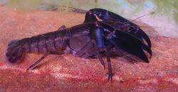 The-eastern-swamp-crayfish-Gramastacus-lacus-sp.-n.-(Decapoda-Parastacidae)-a-new-species-of-zookeys-398-053-g001.jpg