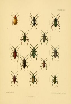 The Coleoptera of the British islands (Plate 126) (8592918578).jpg