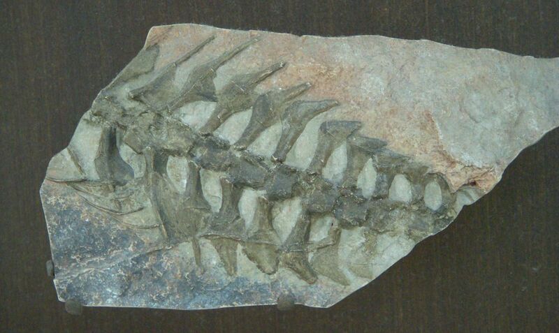 File:Thrinaxodon liorhinus AMNH 9516 cast.jpg