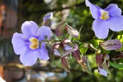 Thunbergia laurifolia 8723.jpg