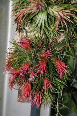 Tillandsia ionantha 2.jpg