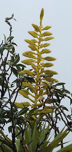 Tillandsia oerstediana, the Golden Bromeliad (9298948926).jpg