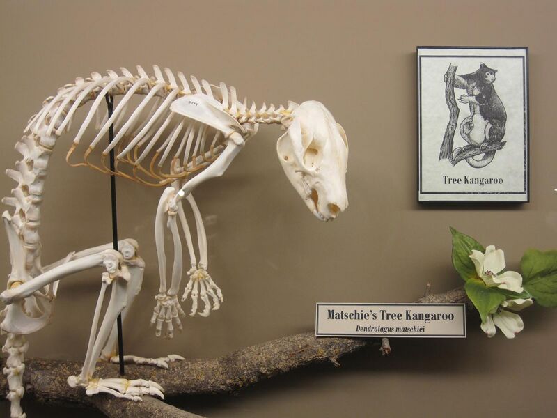 File:Tree kangaroo skeleton.jpg