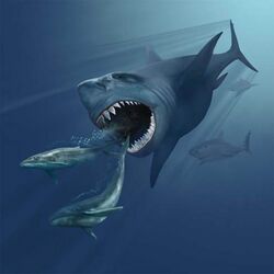 A painting of a megalodon about to eat two small whales. The mouth is open, and two rows of teeth are visible only on the bottom jaw. There are two other sharks in the background.