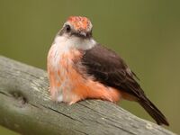 White chested bird on a log