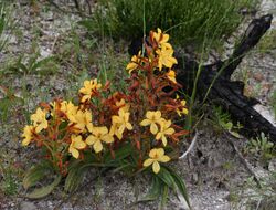 Wachendorfia paniculata2 - Flickr - Ragnhild & Neil Crawford.jpg