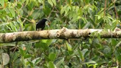 White-winged Cuckooshrike.jpg