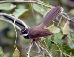 White throated fantail.JPG