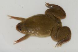 Xenopus mellotropicalis.jpg