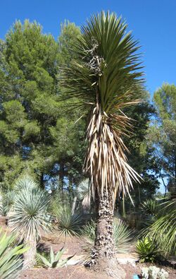 Yucca filifera JOT.jpg