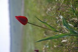 Балка Березова Tulipa gesneriana (T. shrenkii, T.suaveolens) червоний.jpg