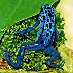 2009-03-29Dendrobates tinctorius azureus106.jpg