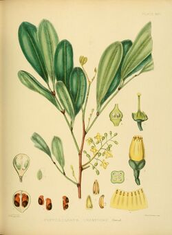 A hand-book to the flora of Ceylon (Plate XXIV) (6430640595).jpg
