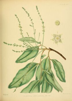 A hand-book to the flora of Ceylon (Plate XXV) (6430640915).jpg