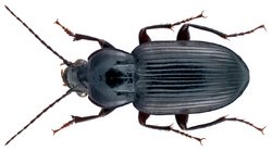Abacetus parallelus Roth, 1851 (13687783605).png