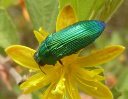 Acmaeodera viridaenea, wyfie, c, Zoutpan.jpg