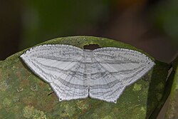 Acropteris costinigrata Nyamebe Bepo.jpg