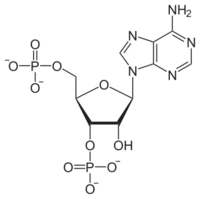 Skeletal formula of adenosine 3',5'-bisphosphate