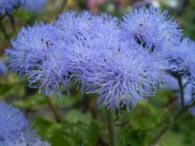 Ageratum houstonianum 2.1 R.jpg