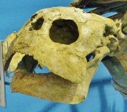 Alienochelys skull.jpg