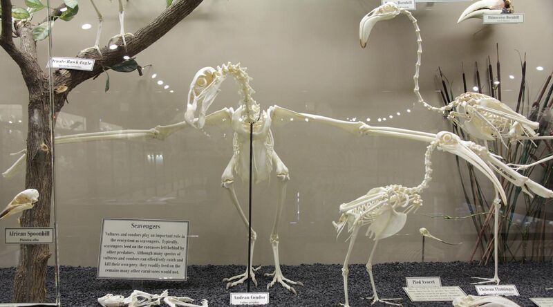 File:Andean Condor skeleton.jpg